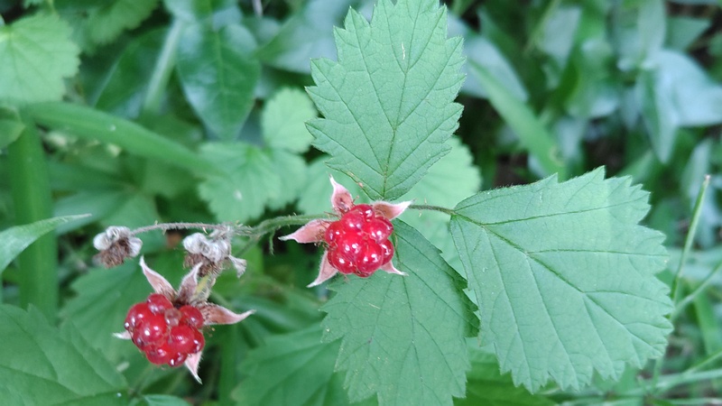 ナワシロイチゴの果実 川崎市幸区さいわいふるさと公園