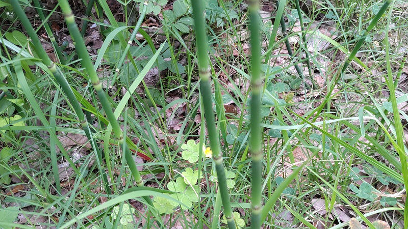 トクサ 川崎市幸区さいわいふるさと公園