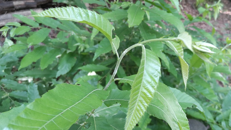 クヌギの若木 川崎市幸区さいわいふるさと公園