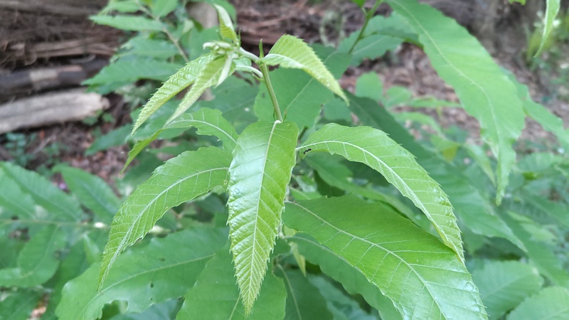 クヌギの若木 川崎市幸区さいわいふるさと公園