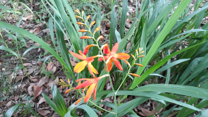 ヒメヒオウギズイセンの花 川崎市幸区さいわいふるさと公園