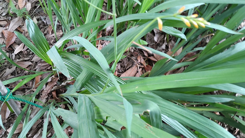 ヒメヒオウギズイセンの花 川崎市幸区さいわいふるさと公園
