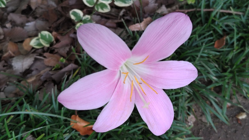 サフランモドキの花 川崎市幸区さいわいふるさと公園
