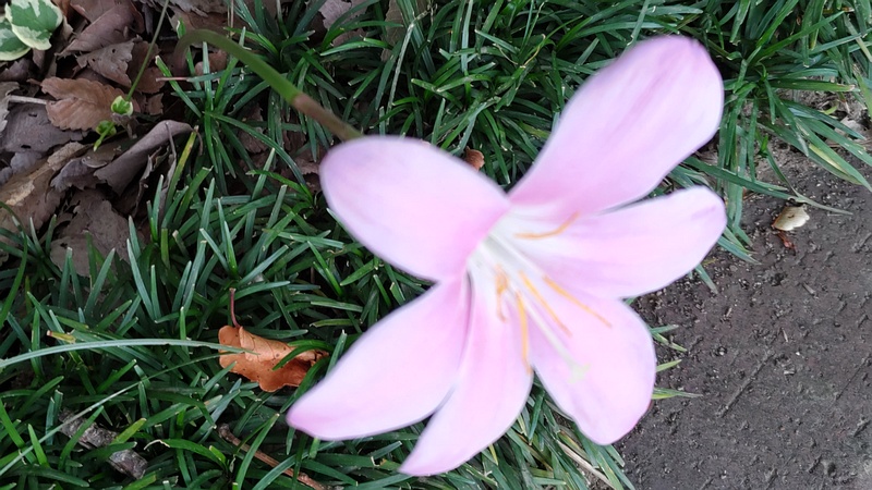 サフランモドキの花 川崎市幸区さいわいふるさと公園