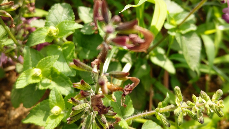 アキギリの花 川崎市幸区さいわいふるさと公園