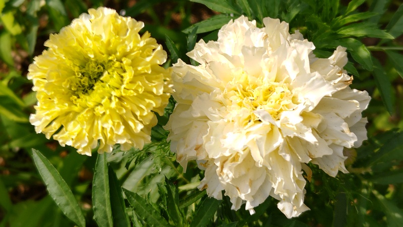 マリーゴールド 川崎市幸区さいわいふるさと公園
