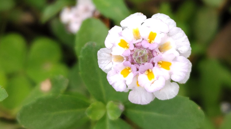 ヒメイワダレソウの花 川崎市幸区さいわいふるさと公園