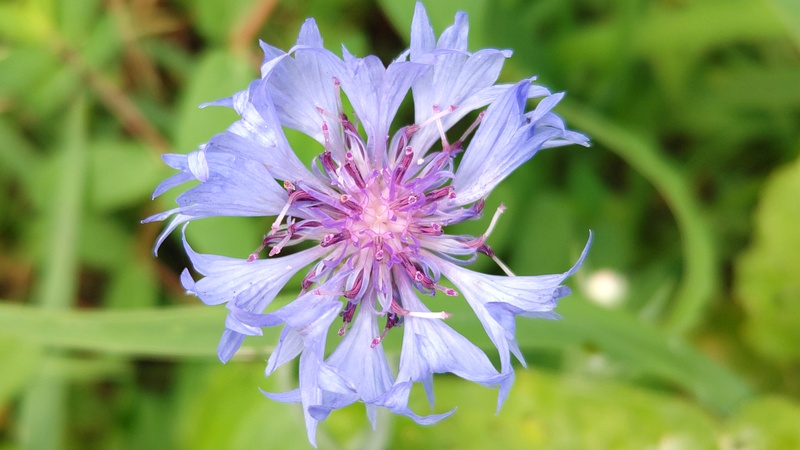 ヤグルマギクの花 川崎市幸区さいわいふるさと公園