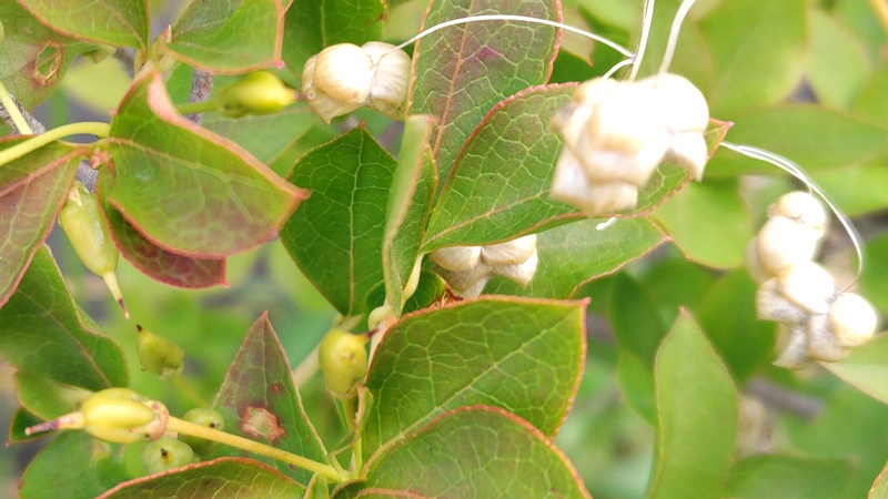 ドウダンツツジの若い果実 川崎市幸区さいわいふるさと公園