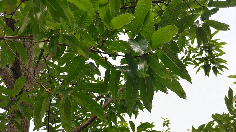 クヌギの若い果実 川崎市幸区さいわいふるさと公園