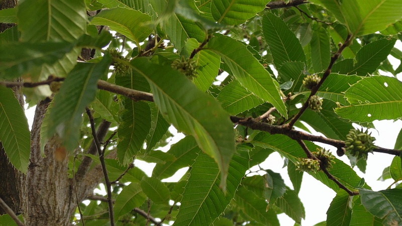 クヌギの若い果実 川崎市幸区さいわいふるさと公園