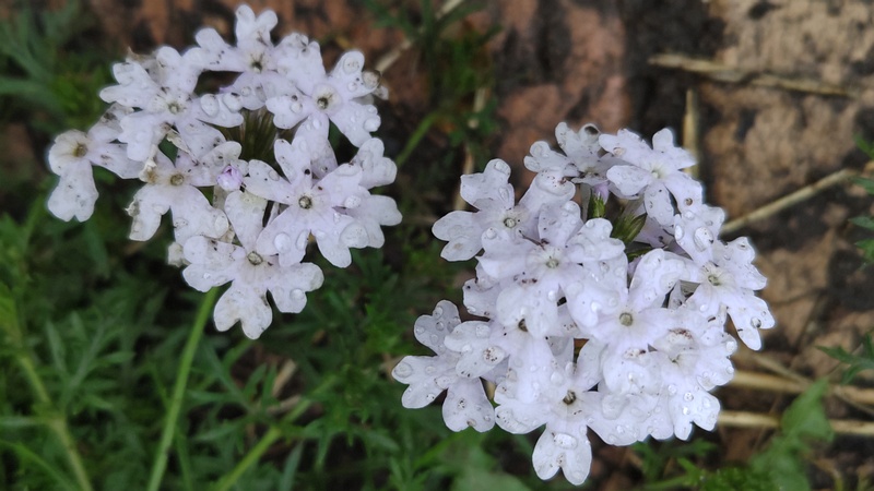 シュッコンバーベナの花 川崎市幸区さいわいふるさと公園