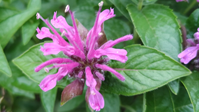 タイマツバナの花 川崎市幸区さいわいふるさと公園
