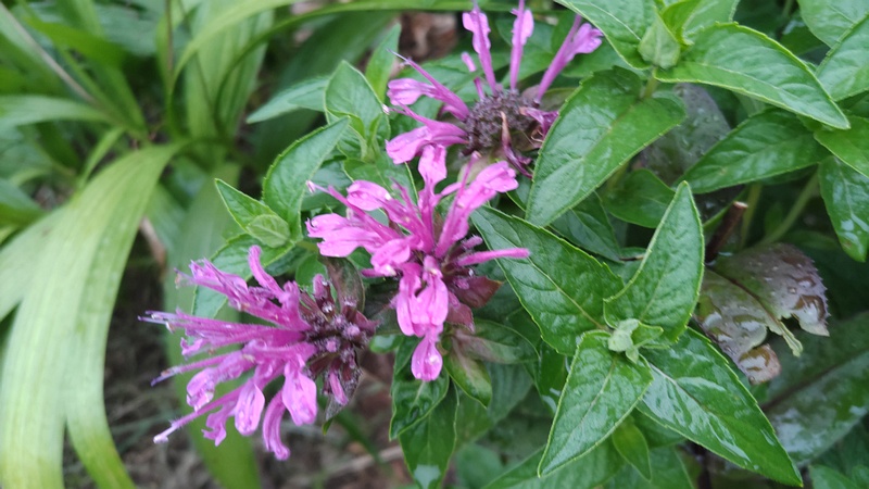 タイマツバナの花 川崎市幸区さいわいふるさと公園