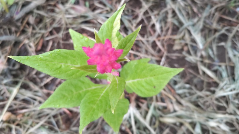 ケイトウの花 川崎市幸区さいわいふるさと公園