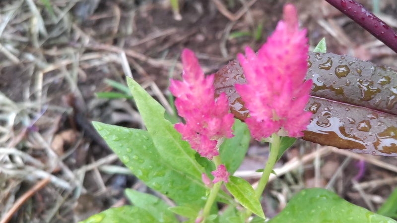ケイトウの花 川崎市幸区さいわいふるさと公園