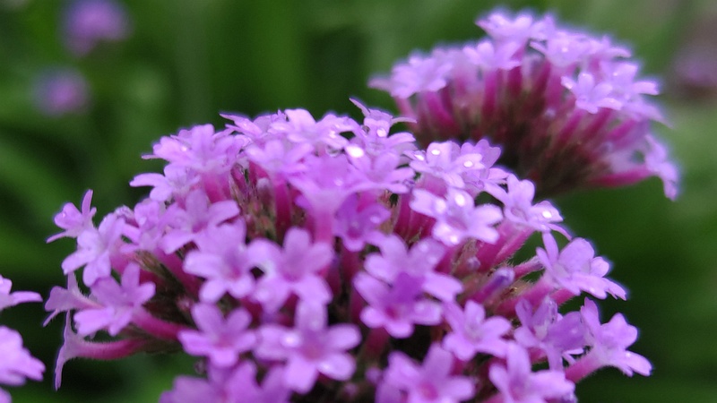 ヤナギハナガサの花 川崎市幸区さいわいふるさと公園