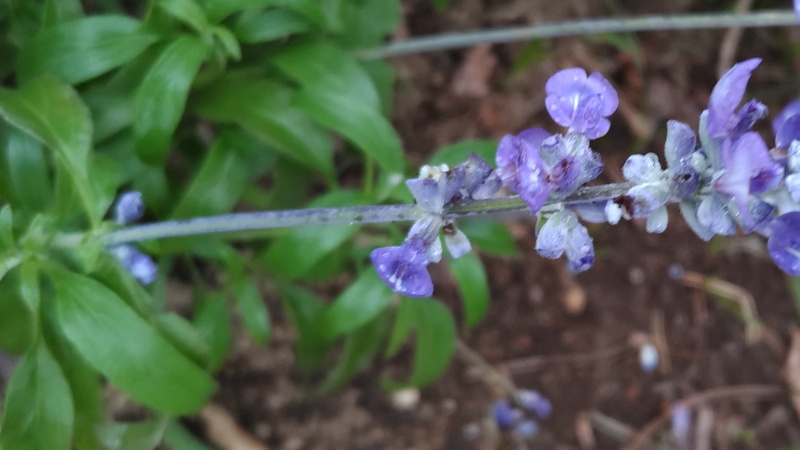 ケショウサルビアの花 川崎市幸区さいわいふるさと公園