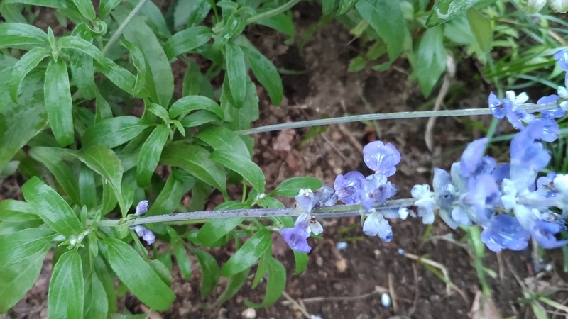 ケショウサルビアの花 川崎市幸区さいわいふるさと公園