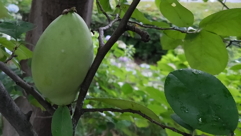 カリンの若い果実 川崎市幸区さいわいふるさと公園