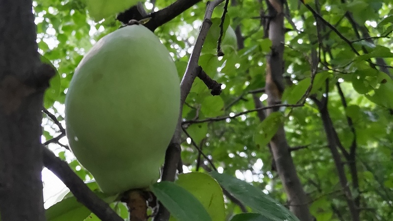 カリンの若い果実 川崎市幸区さいわいふるさと公園
