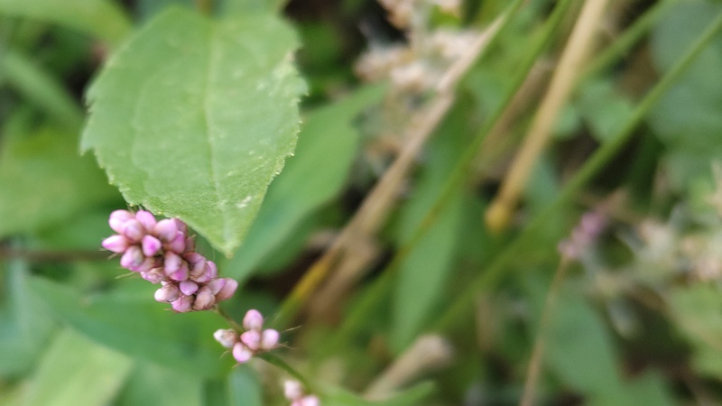イヌタデの花 横浜市旭区中沢町