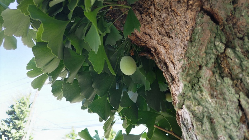 イチョウの若い果実 横浜市旭区中沢町