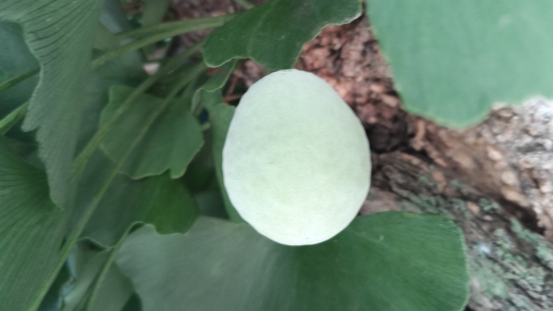 イチョウの若い果実 横浜市旭区中沢町