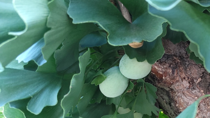 イチョウの若い果実 横浜市旭区中沢町