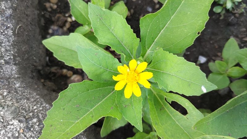 メランポジウムの花 横浜市旭区中沢町