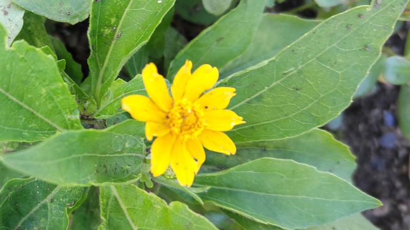 メランポジウムの花 横浜市旭区中沢町