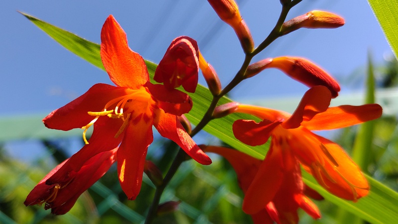ヒメヒオウギズイセンの花 横浜市旭区今宿南町