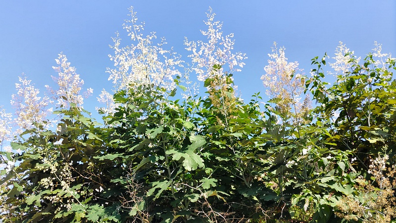 タケニグサの花 横浜市旭区今宿南町