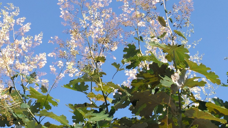 タケニグサの花 横浜市旭区今宿南町