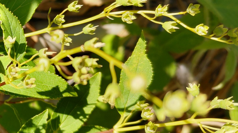 ヒメウツギの若い果実 横浜市旭区今宿南町