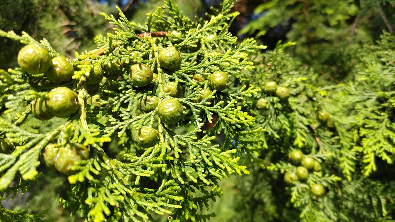 ヒノキの若い果実 横浜市旭区今宿南町