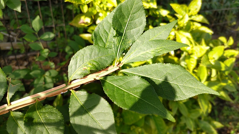 ニシキギ 横浜市旭区今宿南町帷子川緑道