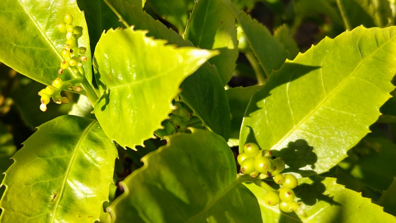 センリョウの花 横浜市旭区今宿南町帷子川緑道