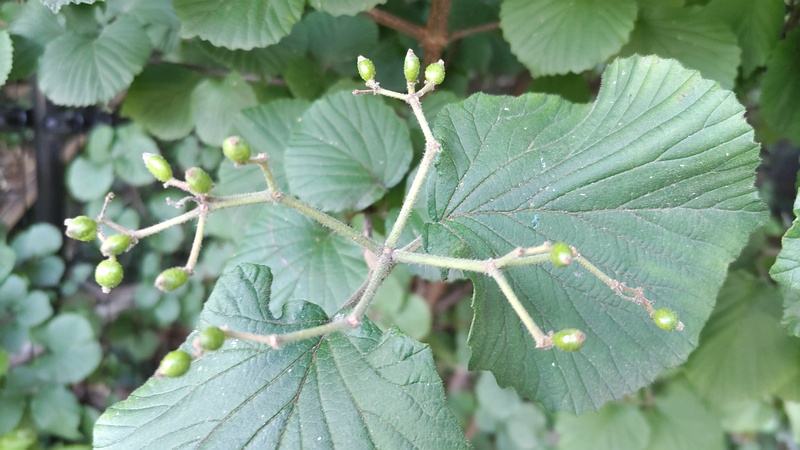 ガマズミの若い果実 横浜市旭区今宿南町帷子川緑道