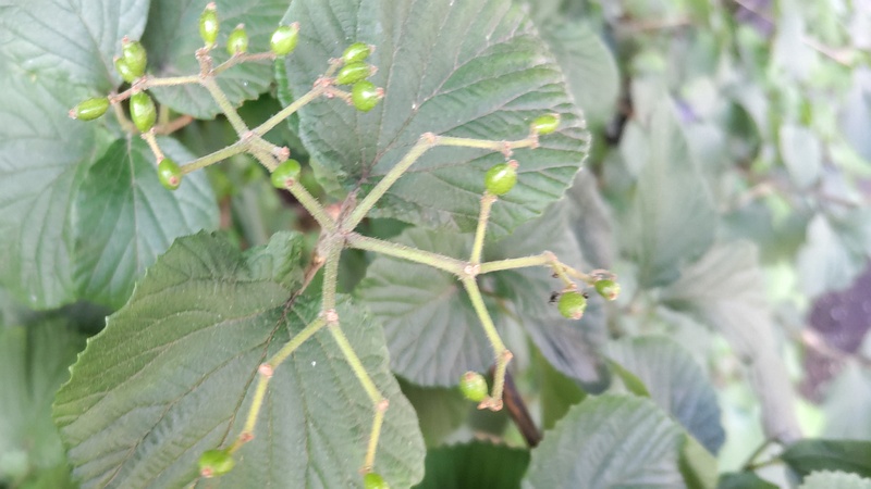 ガマズミの若い果実 横浜市旭区今宿南町帷子川緑道