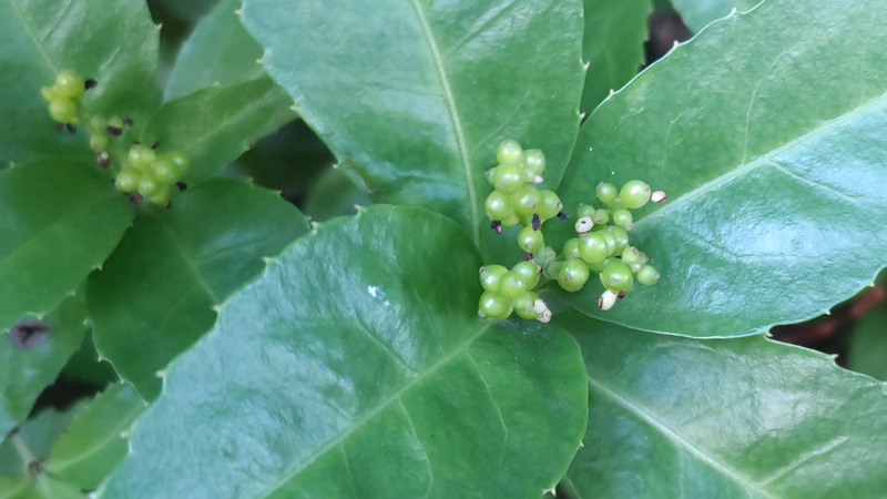 センリョウの花 横浜市旭区今宿南町帷子川緑道