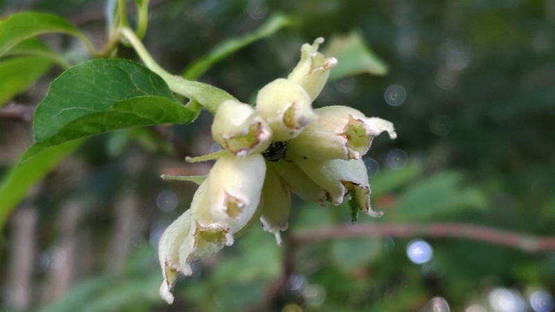 エゴノネコアシフシ 横浜市旭区今宿南町帷子川緑道