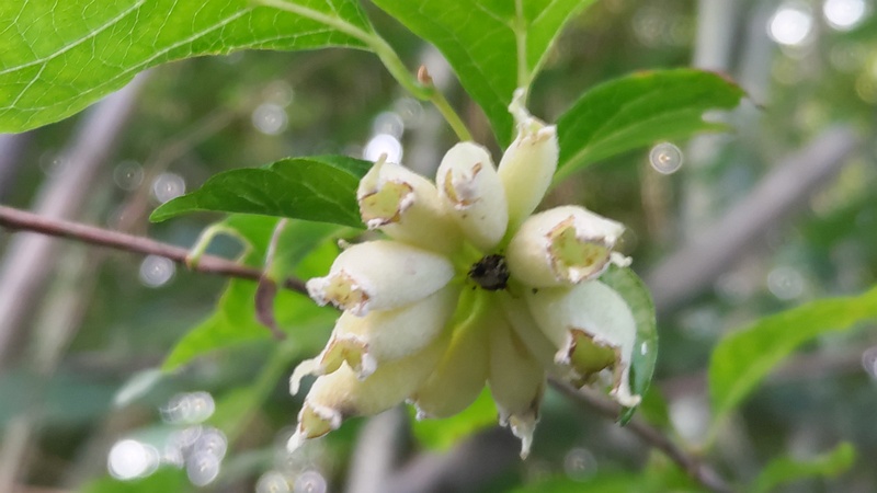 エゴノネコアシフシ 横浜市旭区今宿南町帷子川緑道