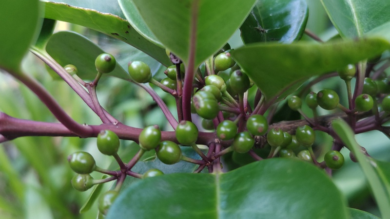 クロガネモチの若い果実 横浜市旭区今宿南町帷子川緑道