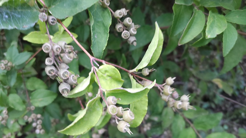シロバナヤエウツギの果実 横浜市旭区今宿南町帷子川緑道