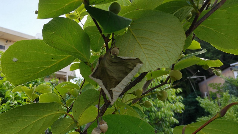 ハクウンボクの若い果実 横浜市旭区今宿南町帷子川緑道