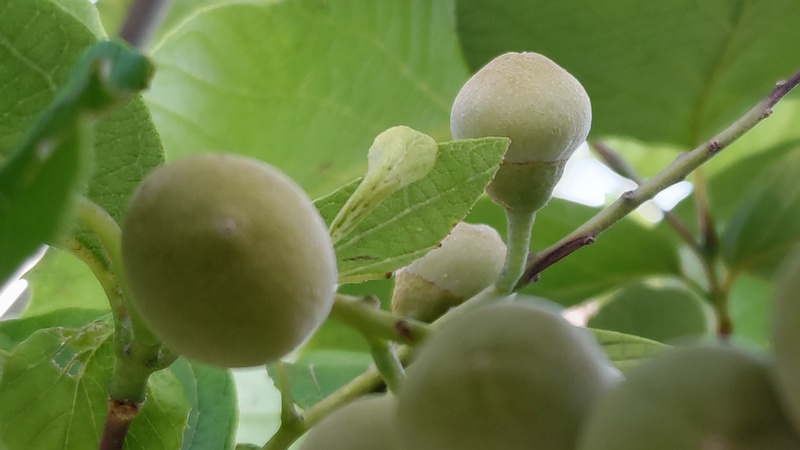 ハクウンボクの若い果実 横浜市旭区今宿南町帷子川緑道