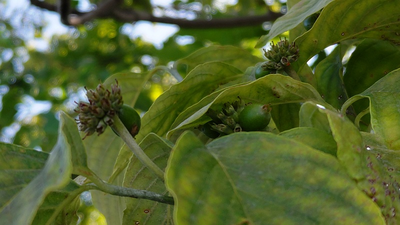 ハナミズキの若い果実 横浜市旭区今宿南町帷子川緑道