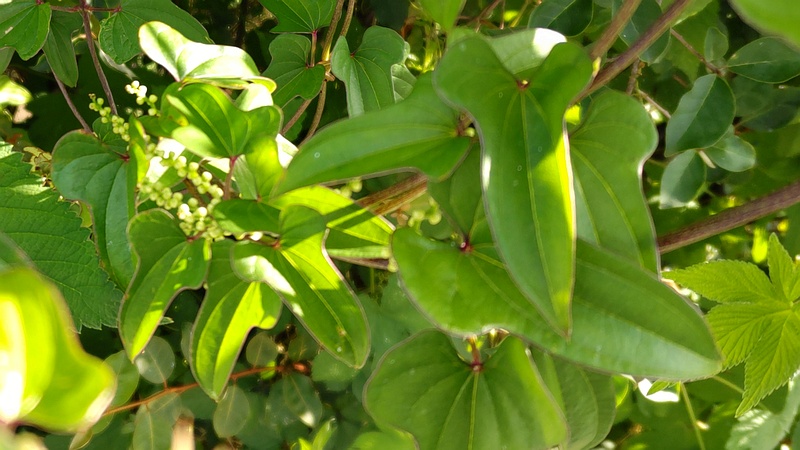 ヤマノイモの蕾 横浜市旭区今宿南町帷子川緑道