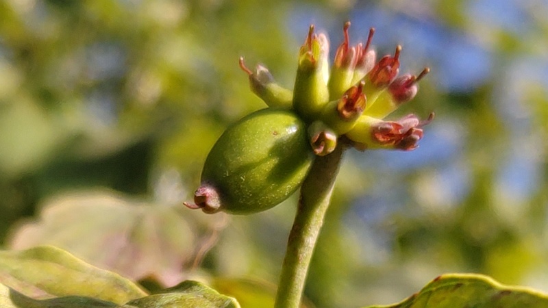 ハナミズキの若い果実 横浜市旭区今宿東町